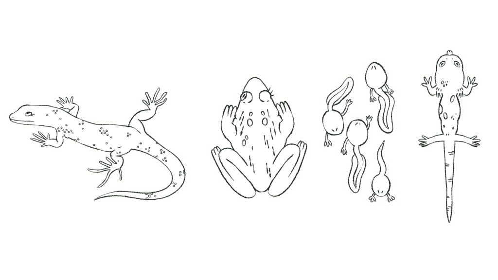 PDD Cartes Illustration, projet de diplôme,