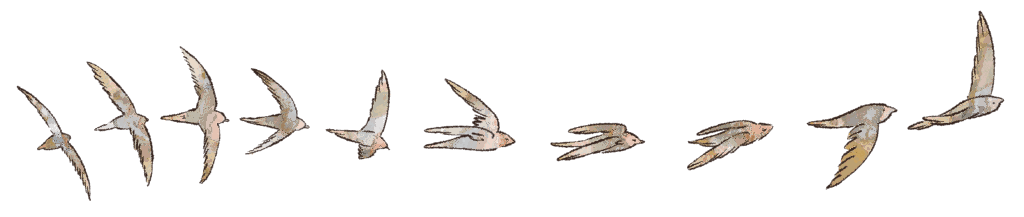 Hirondelles illustration Projet de diplôme en licence de graphisme et édition