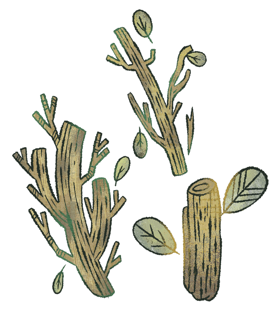 Illustration, projet de diplôme